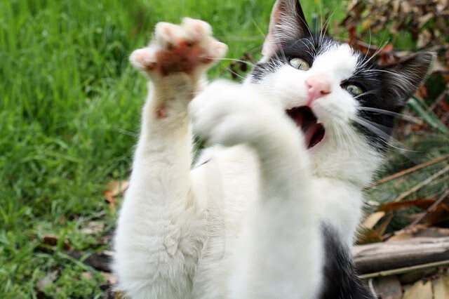 kaiyun 开云体育-库里连续三分球命中：刷新联盟纪录的背后故事！，库里三分球大赛命中率